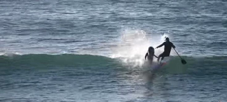 Δελφίνι βγαίνει από το νερό και ρίχνει σέρφερ στην θάλασσα – Βίντεο